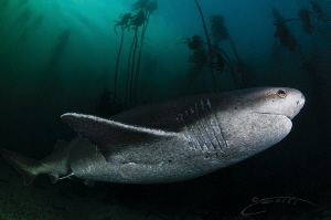 ~ Got My Stripes ~

The characteristic 7 gills of the S... by Geo Cloete 